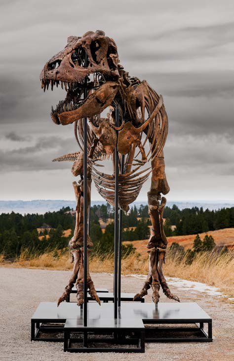 With a body length of approximately 38 feet, “ Gus” ranks among the largest T. rex ever found
