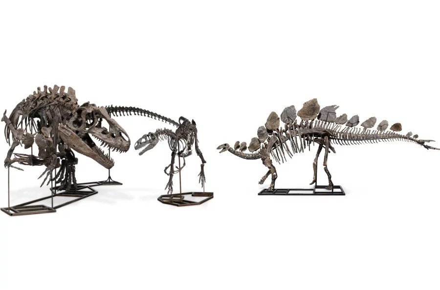 The pair of Allosaurus fossils and the Stegosaurus skeleton, which sold for &pound;8,130,000 and &pound;4,275,000.