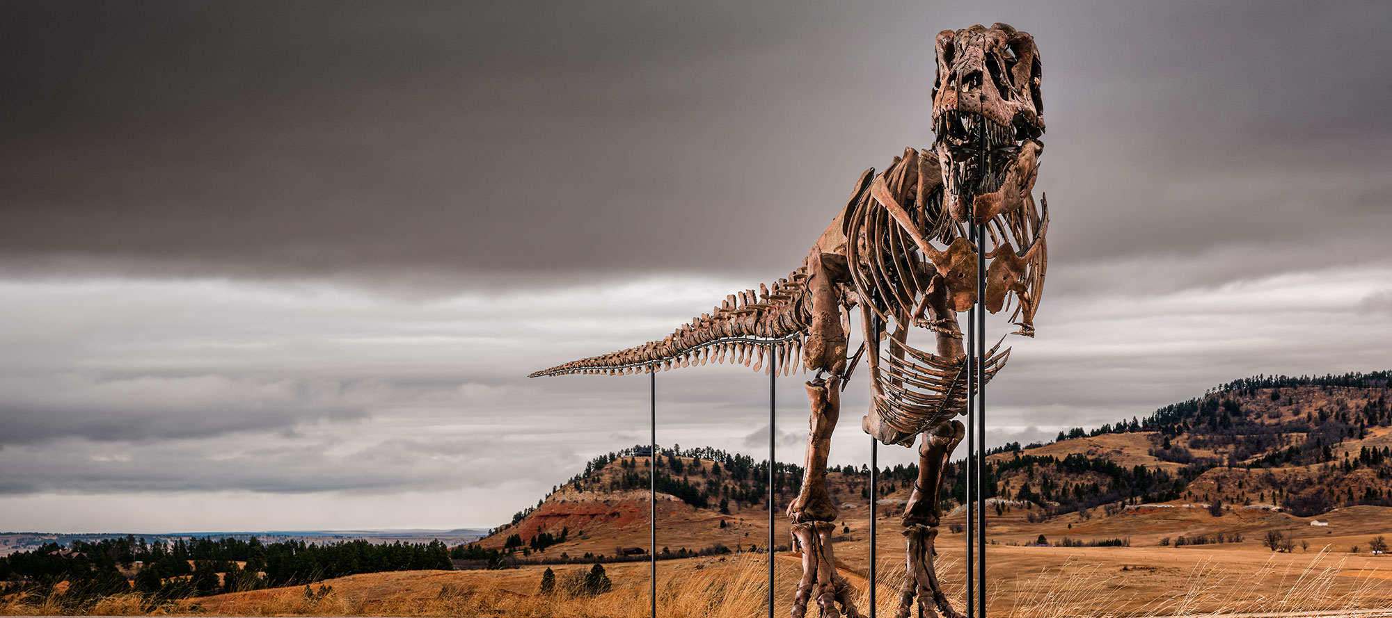 T. rex 'Gus', the Most Valuable Dinosaur at Auction, Headlines Sotheby's Geek Week