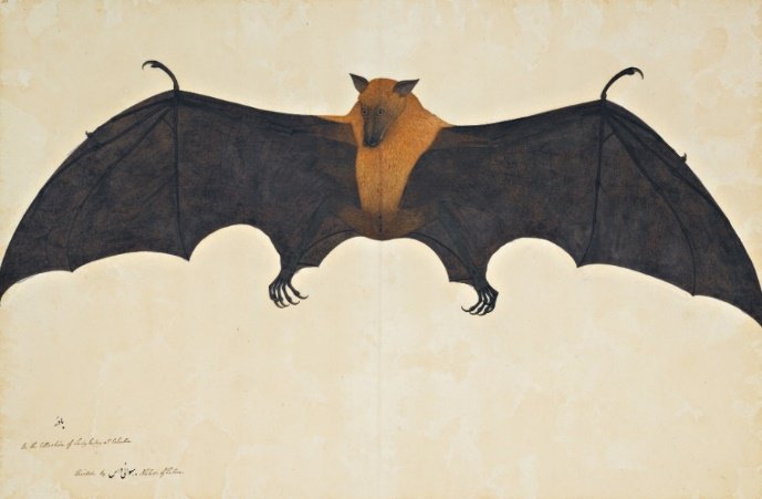 A Great Indian Fruit Bat or Flying Fox, signed by Bhawani Das, Calcutta, circa 1778 to 82. Estimate &pound;300,000 to 500,000.