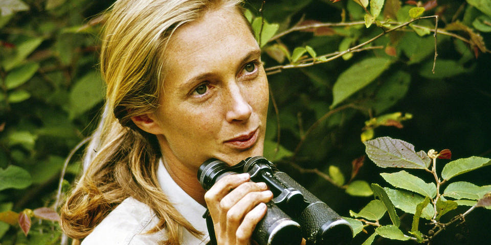 Honouring an Icon: Bonhams Hosts Charity Auction Celebrating Dr Jane Goodall's Legacy