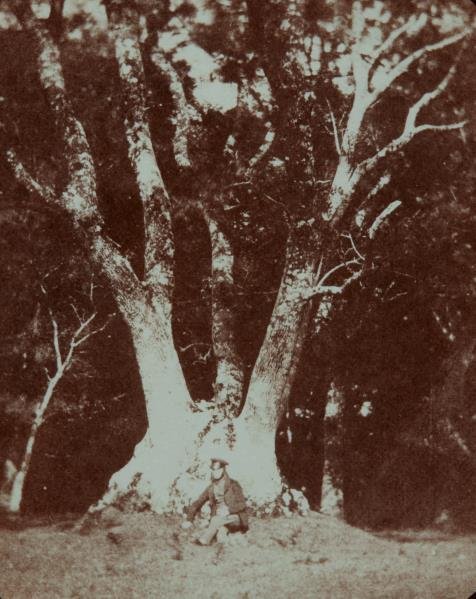 A 19th century calotype from the archive of nearly 200 early photographs by William Henry Fox Talbot. Estimate $300,000 to $500,000.