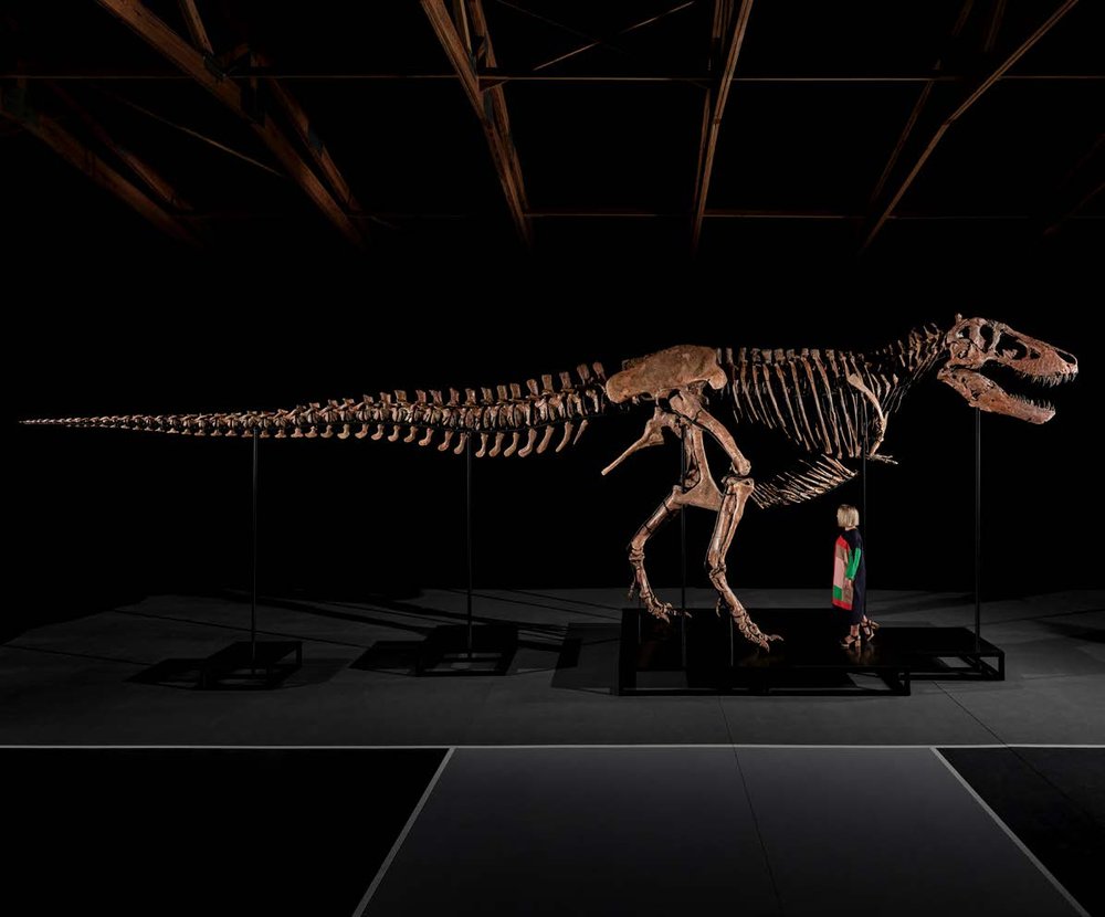 “ Gus,” a roughly 67-million-year-old Tyrannosaurus rex, mounted with a figure for scale (est. $20 million to $30 million)