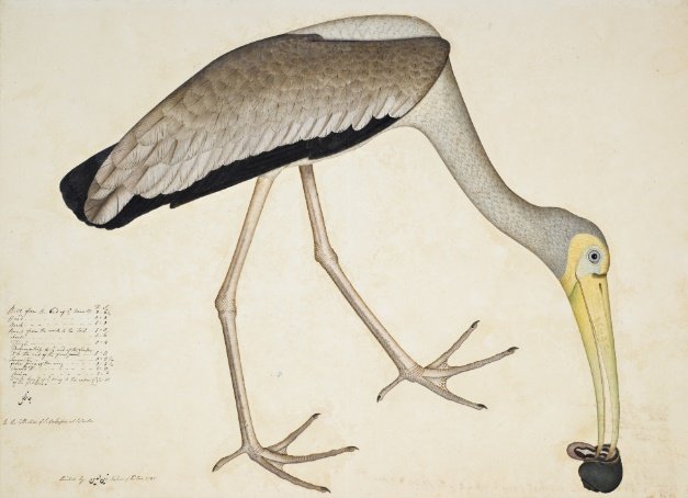 A Painted Stork Eating a Snail, signed by Shaykh Zayn al-Din, Calcutta, dated 1781. Estimate &pound;200,000 to 300,000.