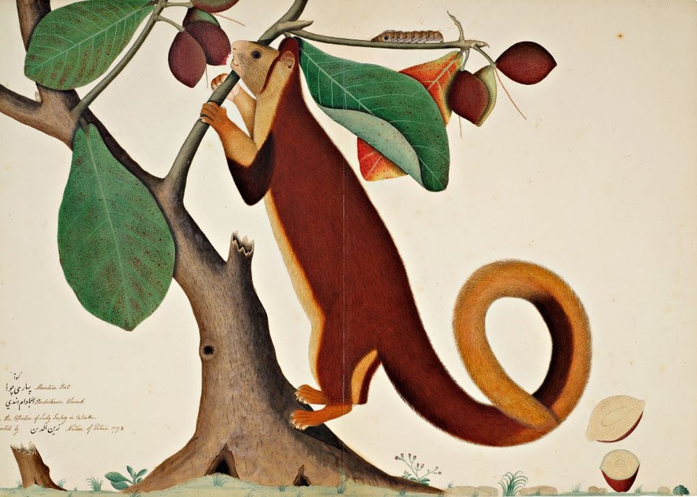 A Malabar Giant Squirrel in an Almond Tree, signed by Shaykh Zayn al-Din, Calcutta, dated 1778. Estimate &pound;200,000 to 300,000.