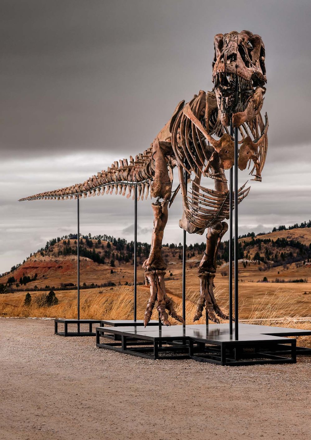 The “ Gus” skeleton comprises 183 fossil bone elements and stands 12 and a half feet tall